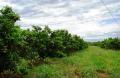 Itapetininga: FAZENDA &Aacute; VENDA EM ITAPETININGA  - 105 ALQS LARANJA