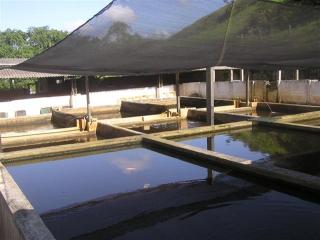S&atilde;o Paulo: Fazenda/Industria em Silva Jardim Matadouro Frigor&iacute;fico - Entreposto de pescados 4