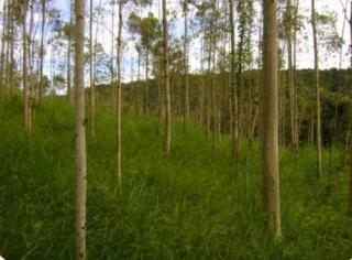 S&atilde;o Paulo: Fazenda com gado de leite e eucalipto Porteira fechadoa - Silva Jardim / RJ 4