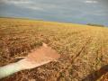 Sapezal: Fazenda Rural Agricola-Divisor c/ rio Ju&iacute;na