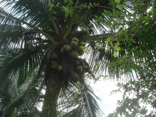 Rio de Janeiro: Excelente casa de campo no p&eacute; da Serra de Teres&oacute;polis 6