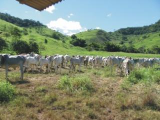 Cachoeiras de Macacu: Oportunidade em Bom Jardim 5