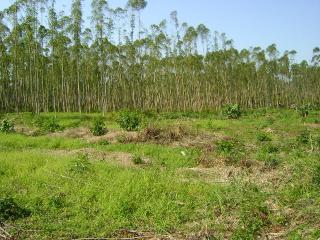 Jaraguá do Sul: Vende-se sítio em Jaraguá do Sul 4