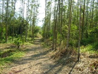 Jaraguá do Sul: Vende-se sítio em Jaraguá do Sul 5