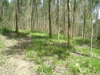 Jaragu&aacute; do Sul: Vende-se s&iacute;tio com 328.000m&sup2; em Tai&oacute; SC 4