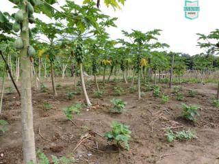 Cama&ccedil;ari: S&iacute;tio, tipo fazenda proximo a estrada do coco 10