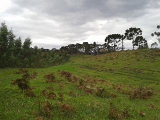 Florian&oacute;polis: FAZENDA EM BOM RETIRO - S.C. 12