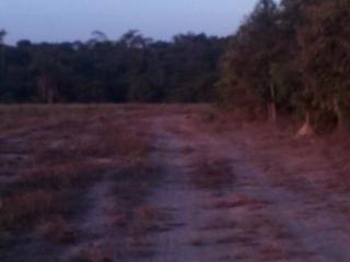 S&atilde;o Paulo: Fazenda com lavoura de soja Feliz Natal - Mato Grosso 2