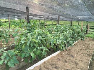 São Paulo: Excelente fazenda orgânica em cenário de montanha 4