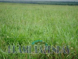 Eun&aacute;polis: Fazenda no Par&aacute;.72 mil hectares na pecu&aacute;ria 6