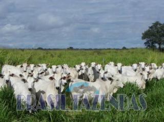 Eun&aacute;polis: Fazenda no Par&aacute;.72 mil hectares na pecu&aacute;ria 8