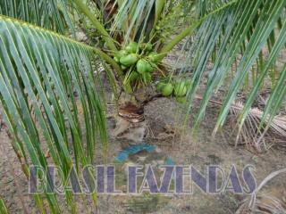 Eun&aacute;polis: fazenda na Bahia. Coco 1