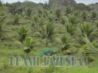 Eun&aacute;polis: fazenda na Bahia. Coco 12