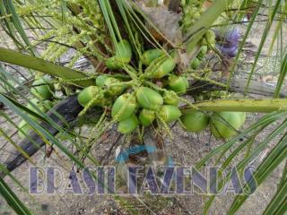 Eun&aacute;polis: fazenda na Bahia. Coco 2