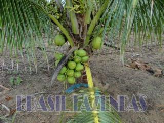 Eun&aacute;polis: fazenda na Bahia. Coco 6