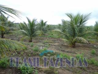 Eun&aacute;polis: fazenda na Bahia. Coco 7