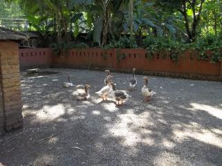 Rio de Janeiro: Espetpaculo de S&iacute;tio na Taquara c/ Mans&atilde;o EStilo Ingles S&oacute; $1.640 mil T:99393-9399 8