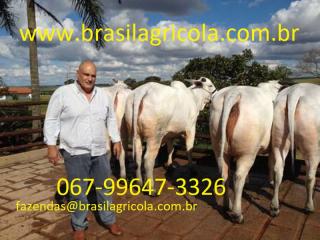 Campo Grande: FAZENDA A VENDA CAMPO GRANDE/MS 6