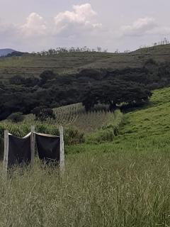 Baependi: Sitio para plantio ou criação de gado em Baependi-MG 14