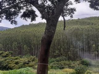 Baependi: Sitio para plantio ou criação de gado em Baependi-MG 5