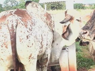 Goi&acirc;nia: FAZENDA, SANTA TEREZA, GOI&Aacute;S, OTIMA PARA PRODUTORES DE LEITE e EXPOSITORES DE GADO 1