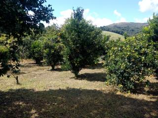 Baependi: Sitio em Baependi/MG de 52 Hectares 13