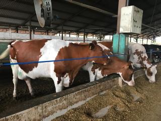 Baependi: Fazenda 181 Hectares em Carrancas/MG 7