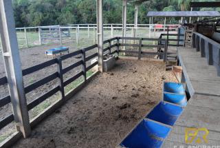 Colombo: Excelente Fazenda 11