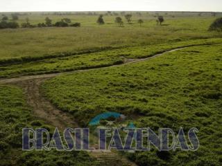 Eunápolis: Fazenda na Bahia Oeste 21 mil hectares 11