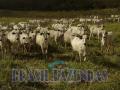 Eunápolis: Fazenda na Bahia Oeste 21 mil hectares