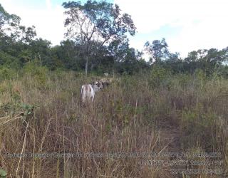 Cuiabá: VENDO!!! Um sitio de 15,62 Hectares na região do rio manso ha 120 km da cidade Cuiabá sendo 18 km de chão 5