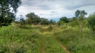 Cuiabá: VENDO!!!, fazenda com 149 Hectares na região da cidade de Rondonópolis-Mato Grosso-MT, sentindo a cidade de Poxoréo a 42 km de Rondonópolis. 14