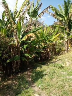 Baependi: Sitio ótimo de 30 Hectares em Alagoa/MG 3