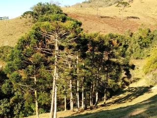 Baependi: Sitio ótimo de 30 Hectares em Alagoa/MG 4