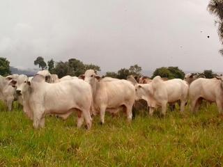 Cuiabá: VENDO!!! Uma área rural Fazenda com 8.652,21 Hectares, localizada na rodovia MT 480 na região da cidade de Tangará  7