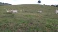 Eunápolis: Fazenda em Guaratinga. 174 hectares