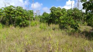 Eun&aacute;polis: Fazenda em Belmonte. 53 hectares 6