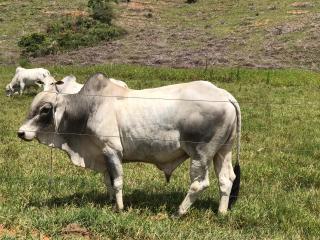 Eun&aacute;polis: Fazenda em Itamaraju. . A 100 km. Jucuru&ccedil;u 7