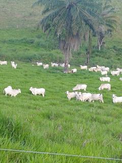 Eun&aacute;polis: Fazenda em Eun&aacute;polis 522 hec 14