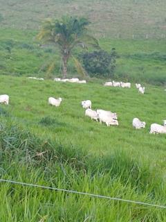 Eun&aacute;polis: Fazenda em Eun&aacute;polis 522 hec 15