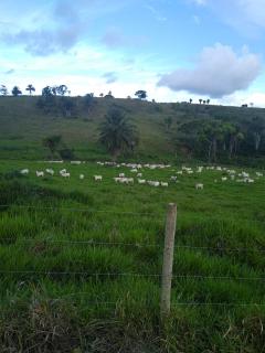 Eun&aacute;polis: Fazenda em Eun&aacute;polis 522 hec 9