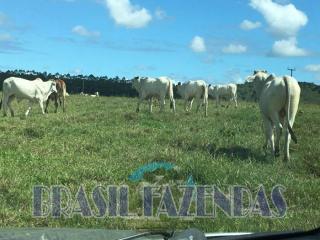 Eun&aacute;polis: Fazenda em Porto Seguro 212 hectares>Excelente 7