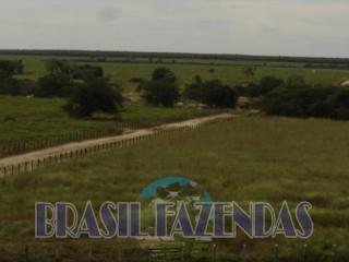Eun&aacute;polis: Fazenda na Bahia Oeste 21 mil hec 13
