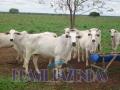 Eun&aacute;polis: Fazenda na Bahia Oeste 21 mil hec