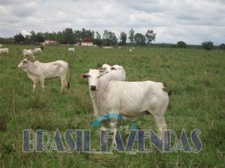 Eun&aacute;polis: Fazenda na Bahia Oeste 21 mil hec 2
