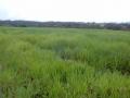 Eun&aacute;polis: Fazenda em Tancredo Neves163hectares terra Boa
