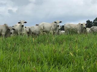 Eunápolis: Fazenda em Porto Seguro.212 hectares.Excelente fazenda. 7