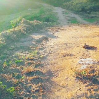 Baependi: Sitio ótimo preço de 10 Hectares em Carvalhos/MG 5