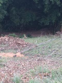 Baependi: Sitio &oacute;timo de 6 Hectares em S&atilde;o Thom&eacute; das Letras/MG 13