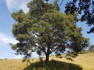 Baependi: Sitio de 4 Hectares em Caxambu/MG 3